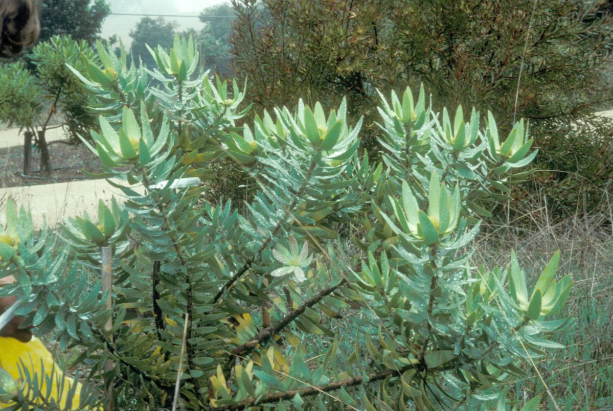 Proteaceae Leucadendron tinctum