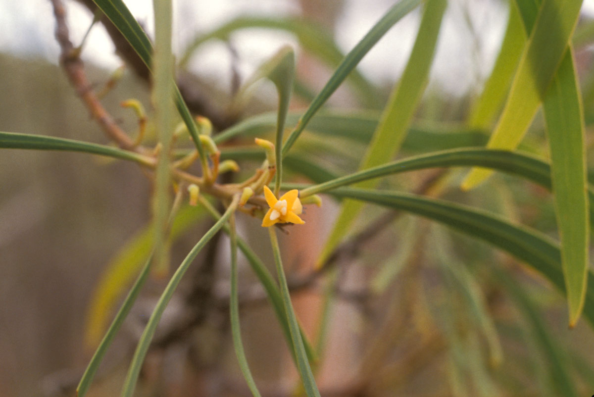Proteaceae Persoonia falcata