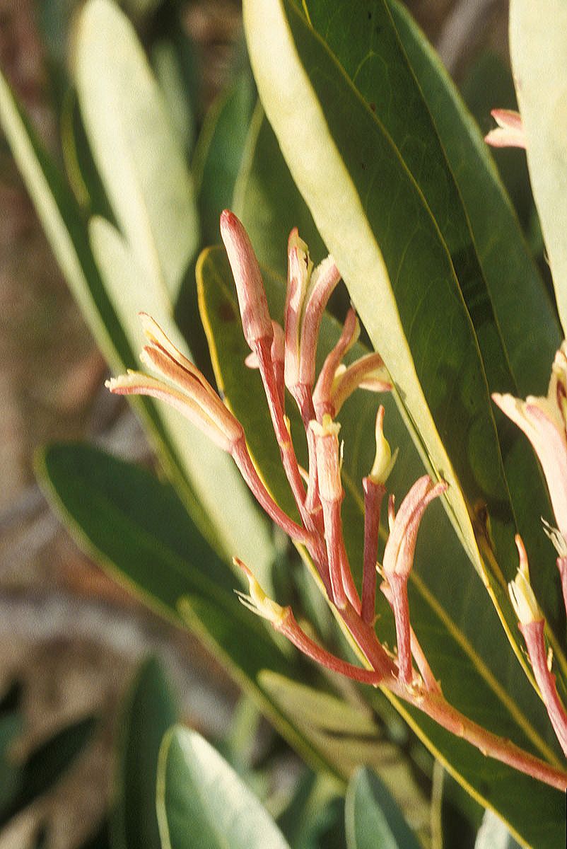 Proteaceae Placospermum 