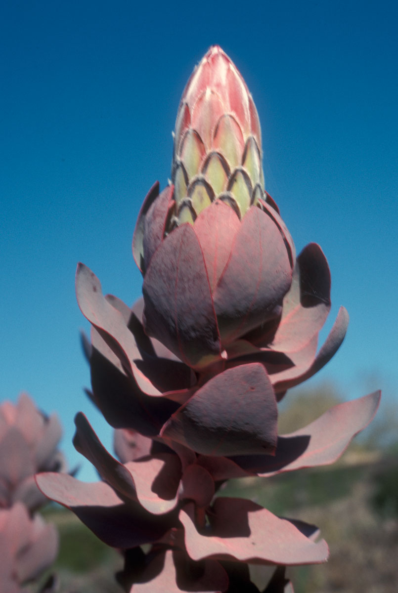 Proteaceae Protea eximia