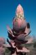 image of Protea eximia