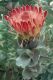image of Protea eximia