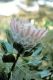 image of Protea magnifica