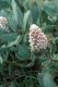 image of Protea magnifica