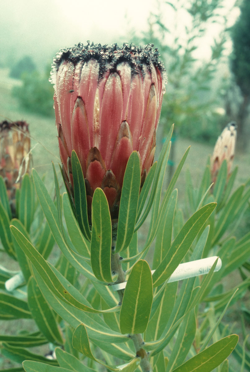Proteaceae Protea nerifolia