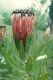 image of Protea nerifolia