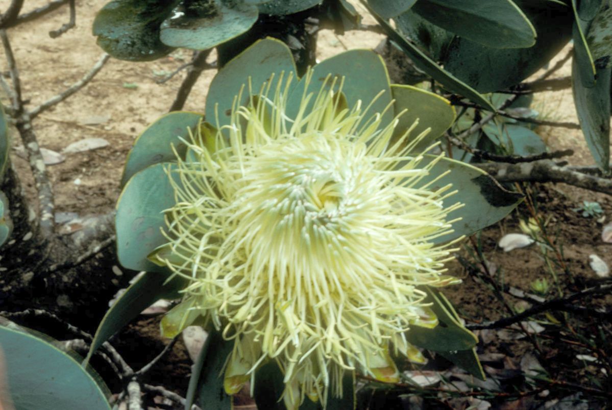 Proteaceae Protea nitida