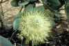 image of Protea nitida