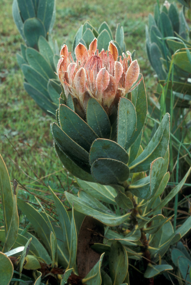 Proteaceae Protea roupelliae