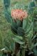 image of Protea roupelliae
