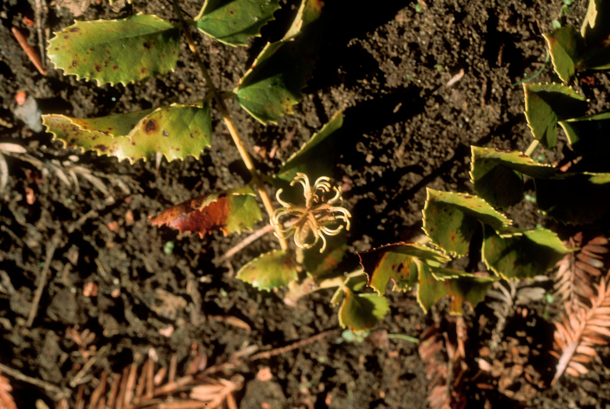 Proteaceae Stenocarpus salignus