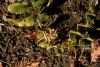 image of Stenocarpus salignus