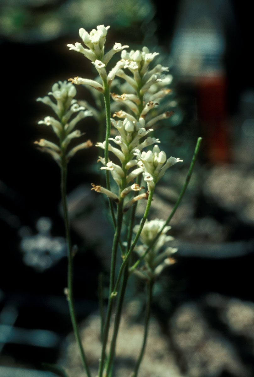 Proteaceae Conospermum 