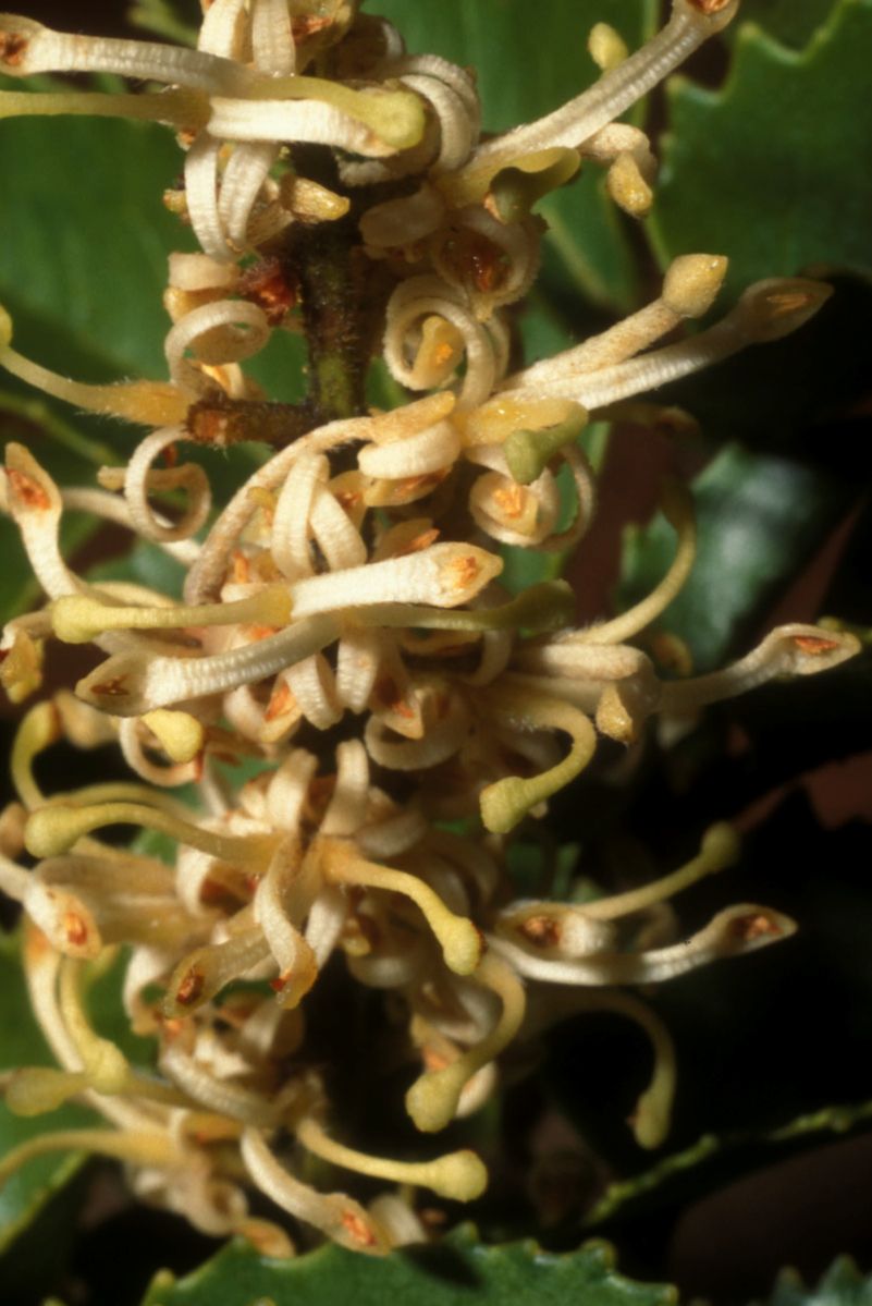 Proteaceae Gevuina avellana
