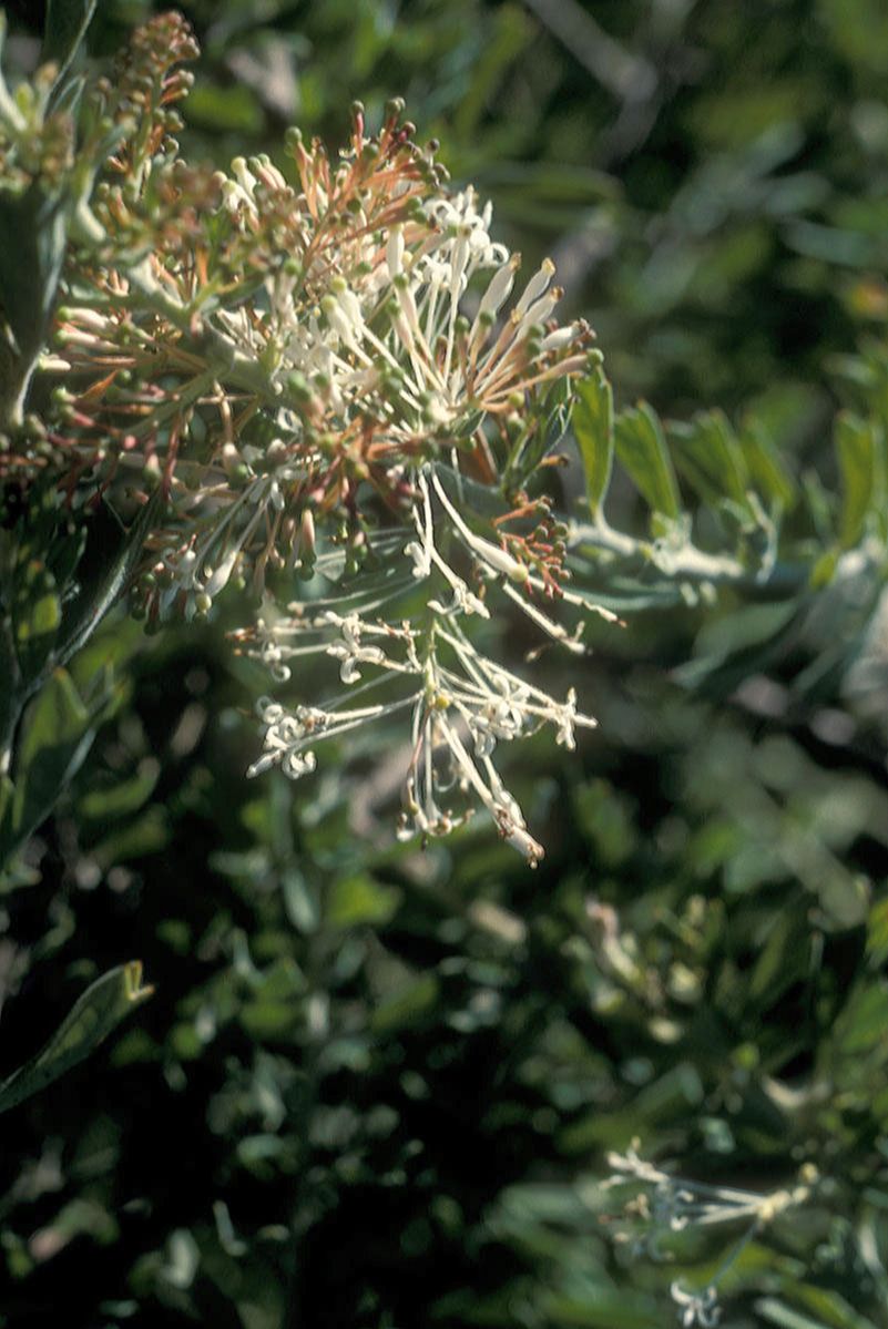 Proteaceae Grevillea vestits
