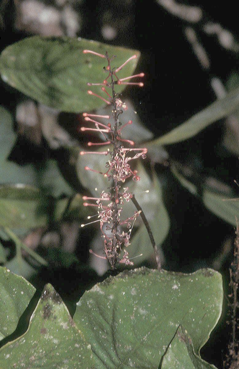 Proteaceae Hollandaea sayeriana
