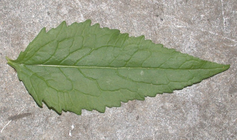Campanulaceae Adenophora liliifolia