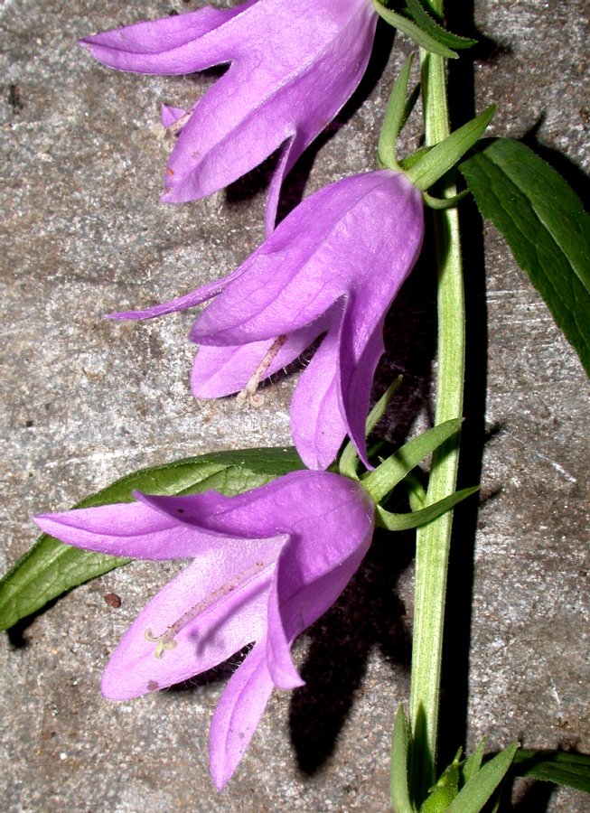 Campanulaceae Adenophora liliifolia