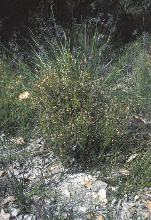 Anarthriaceae Anarthria gracilis