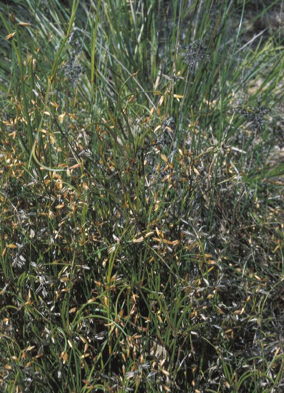 Anarthriaceae Anarthria gracilis