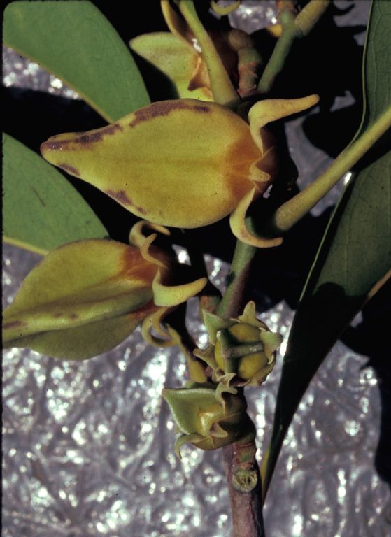 Annonaceae Heteropetalum brasiliense