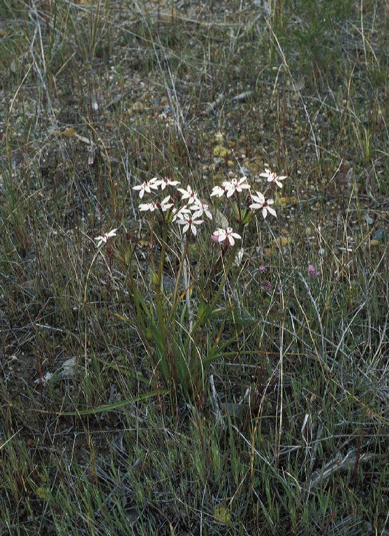 Colchicaceae Burchardia umbellata