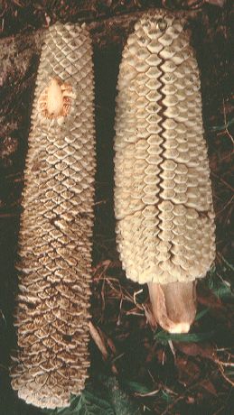 Zamiaceae Microcycas calocoma
