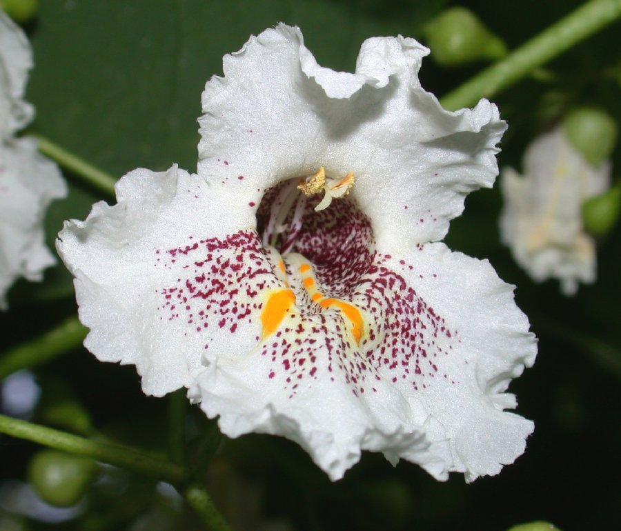 Bignoniaceae Catalpa speciosa