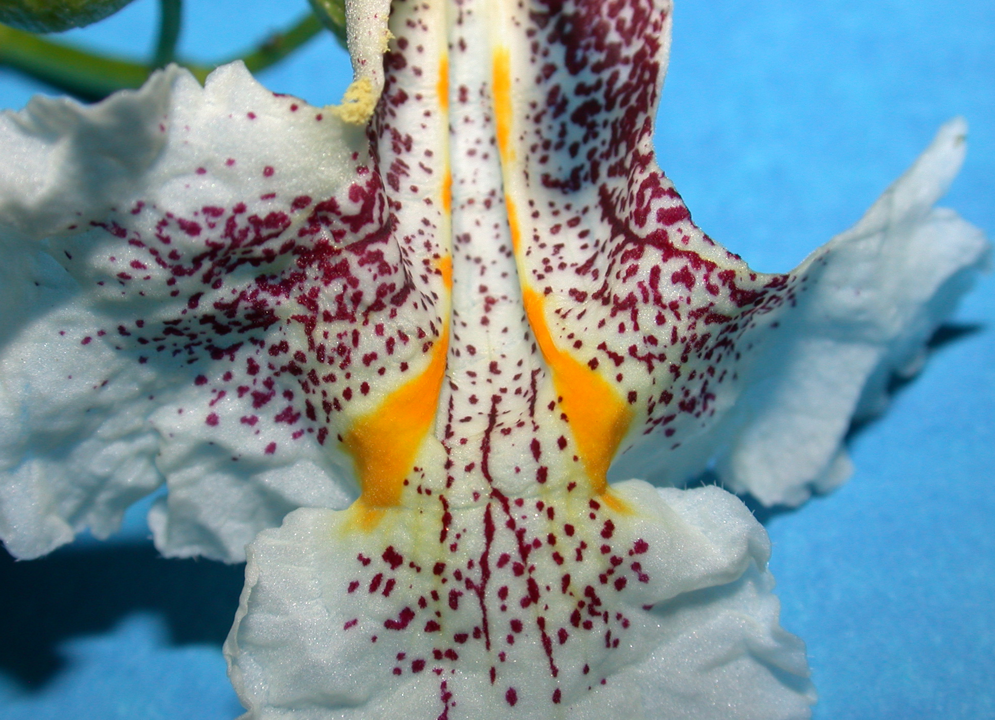 Bignoniaceae Catalpa speciosa