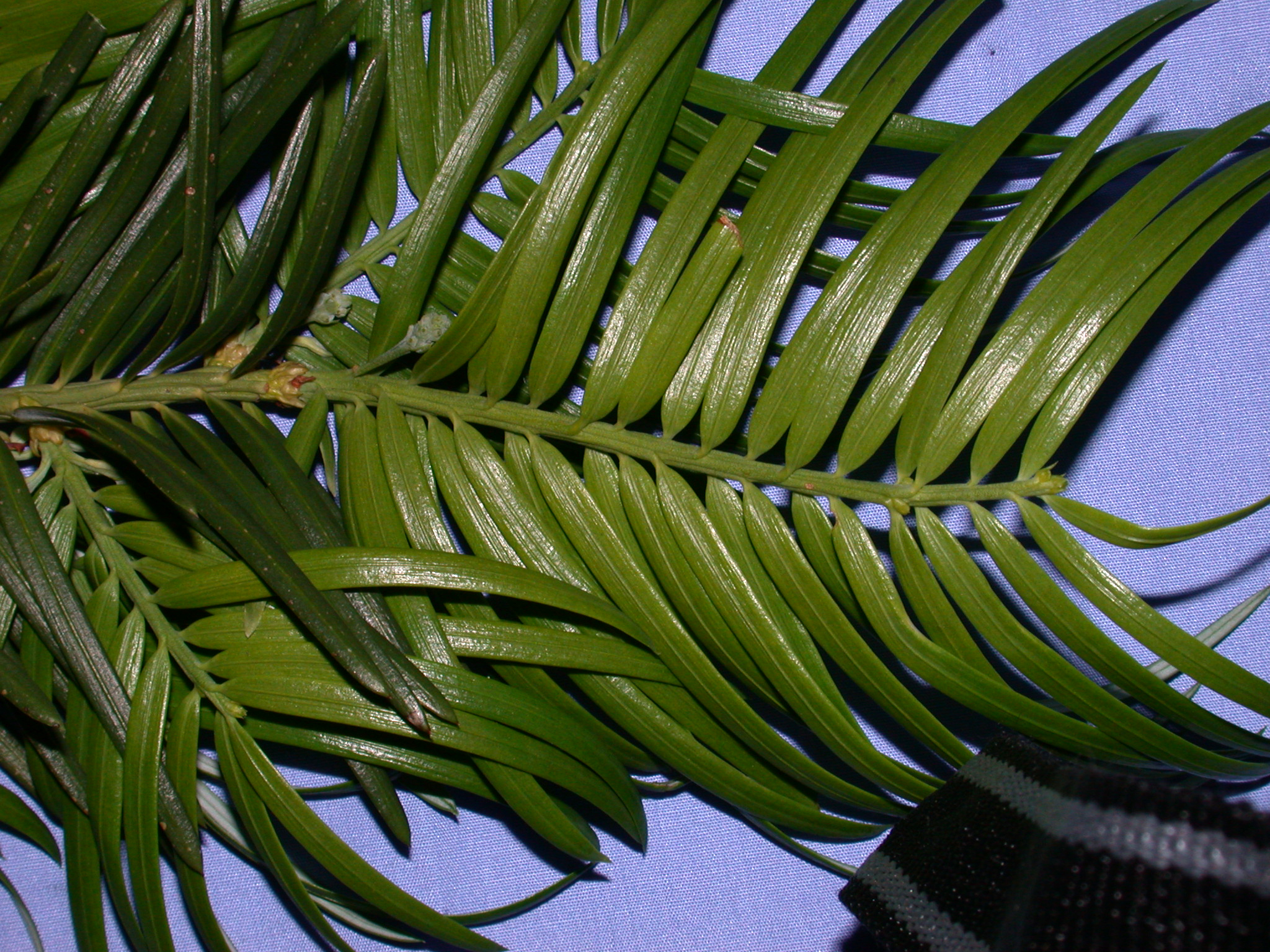 Cephalotaxaceae Cephalotaxus fortunei