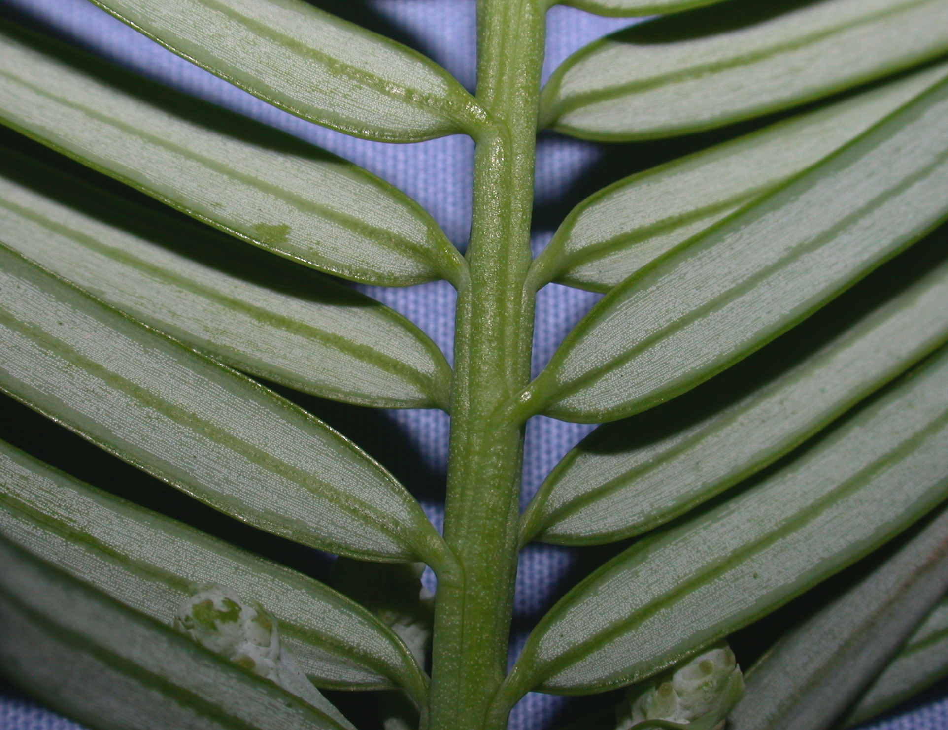 Cephalotaxaceae Cephalotaxus fortunei