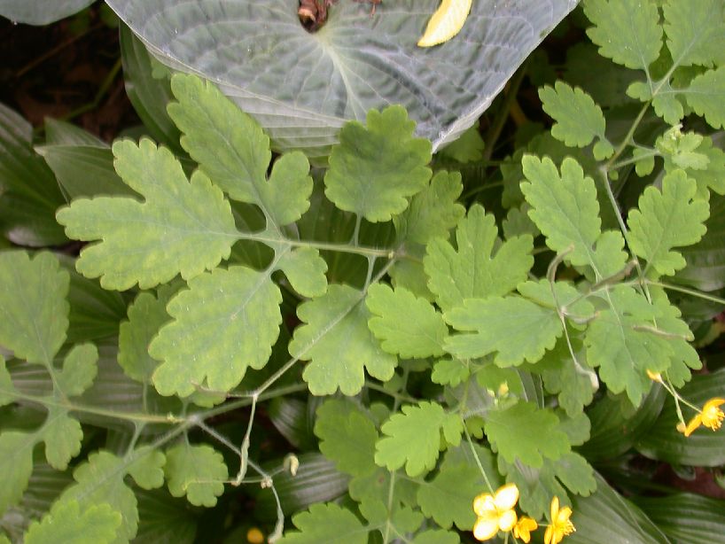 Papaveraceae Chelidonium majus