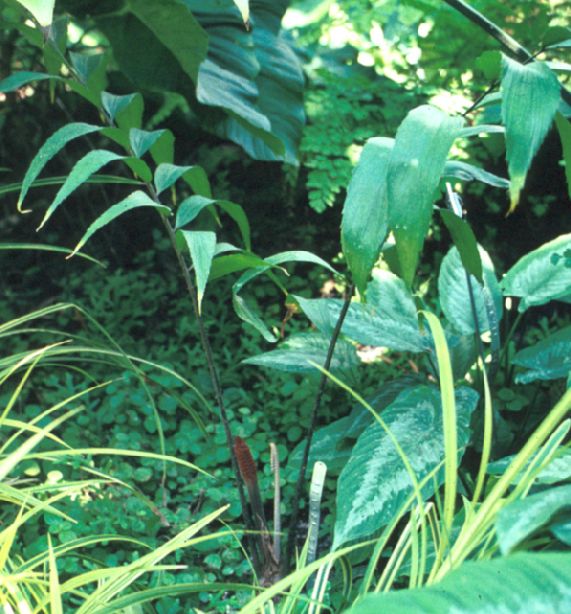 Zamiaceae Chigua restrepoi