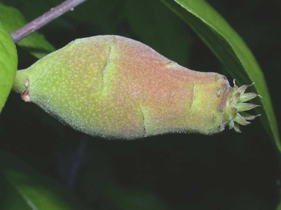 Calycanthaceae Chimonanthus praecox