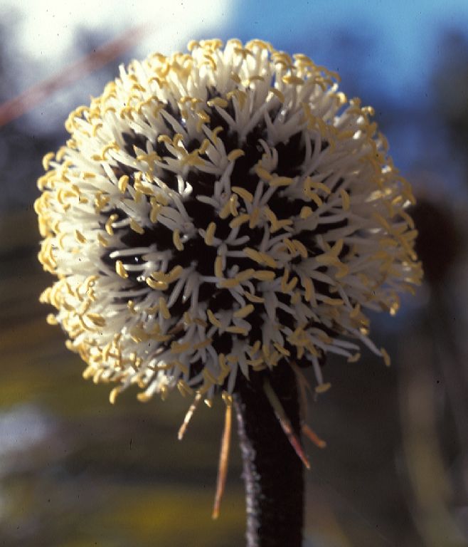 Dasypogon hookeri (Dasypogonaceae) image 4032 at