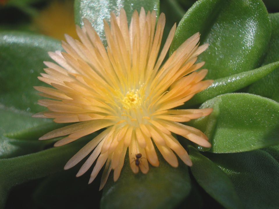 Aizoaceae Aptenia cordifolia