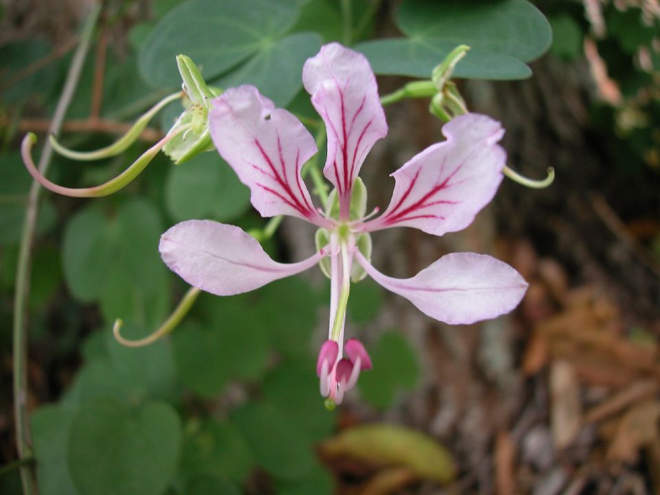 Fabaceae Bauhinia 
