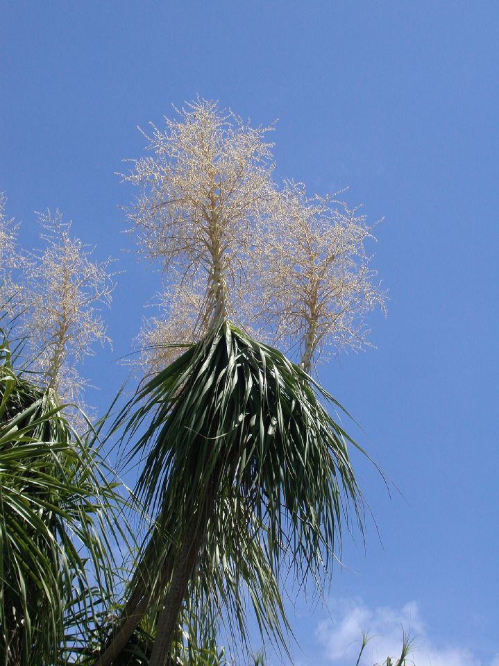 Asparagaceae Nolina pliabilis