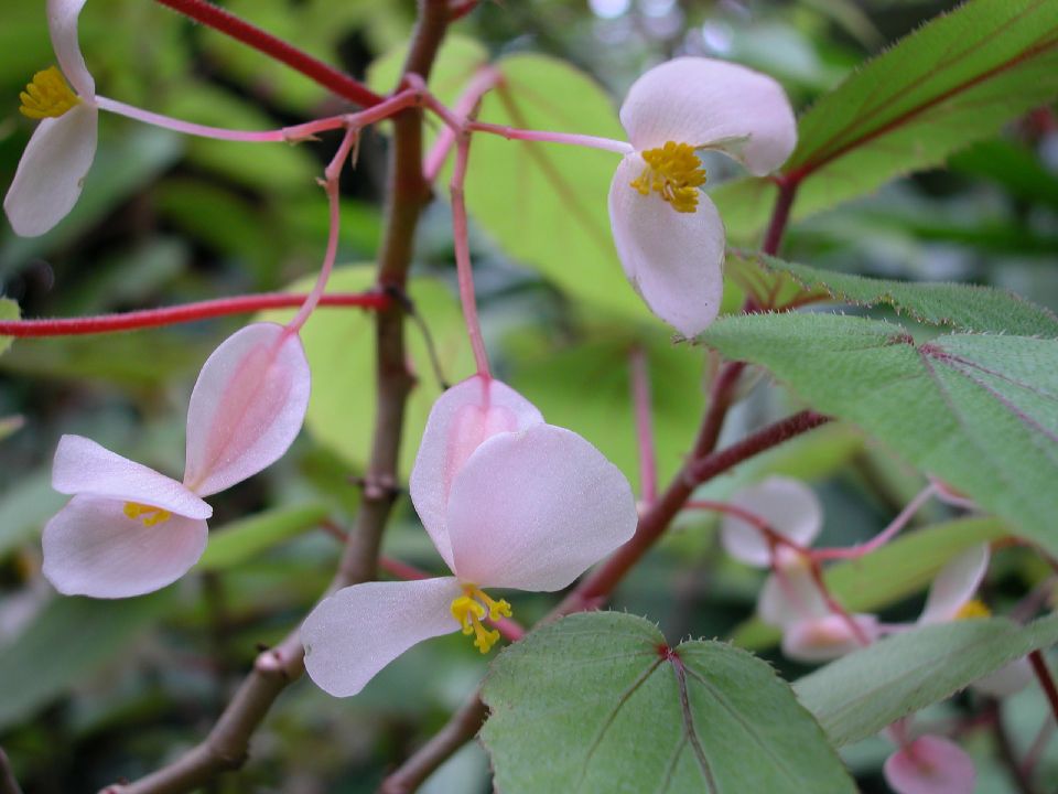 Begoniaceae Begonia malabarica