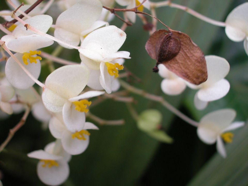 Begoniaceae Begonia nelumbiifolia