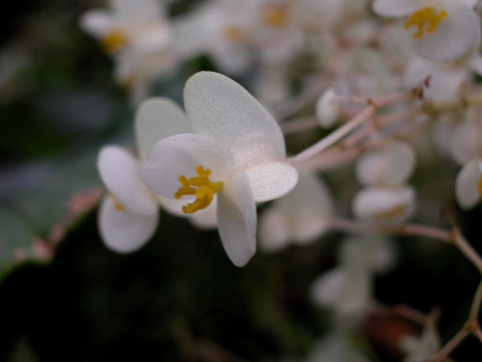 Begoniaceae Begonia nelumbiifolia