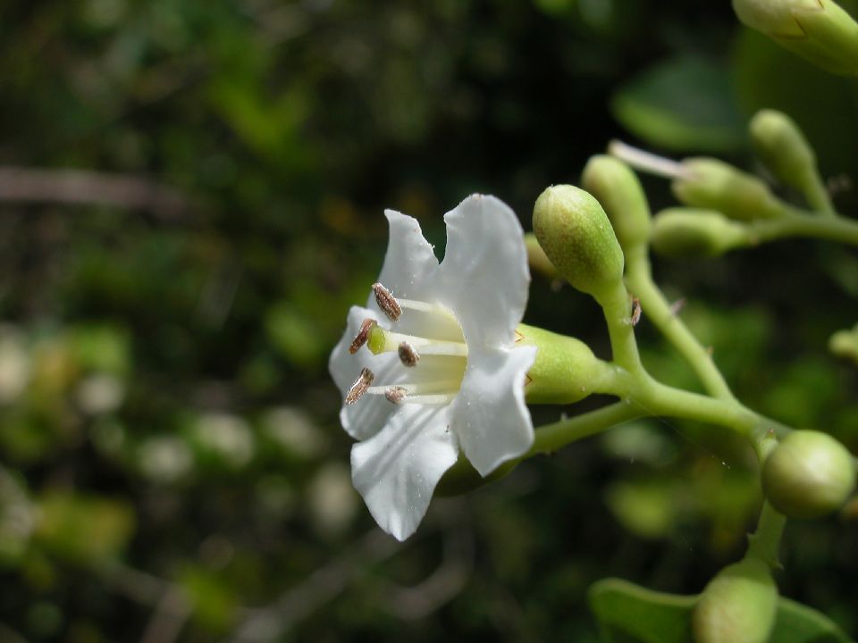 Ehretiaceae Bourreria ovata