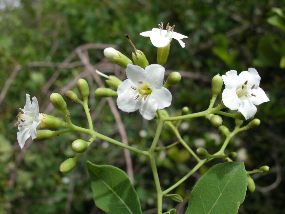 Ehretiaceae Bourreria ovata