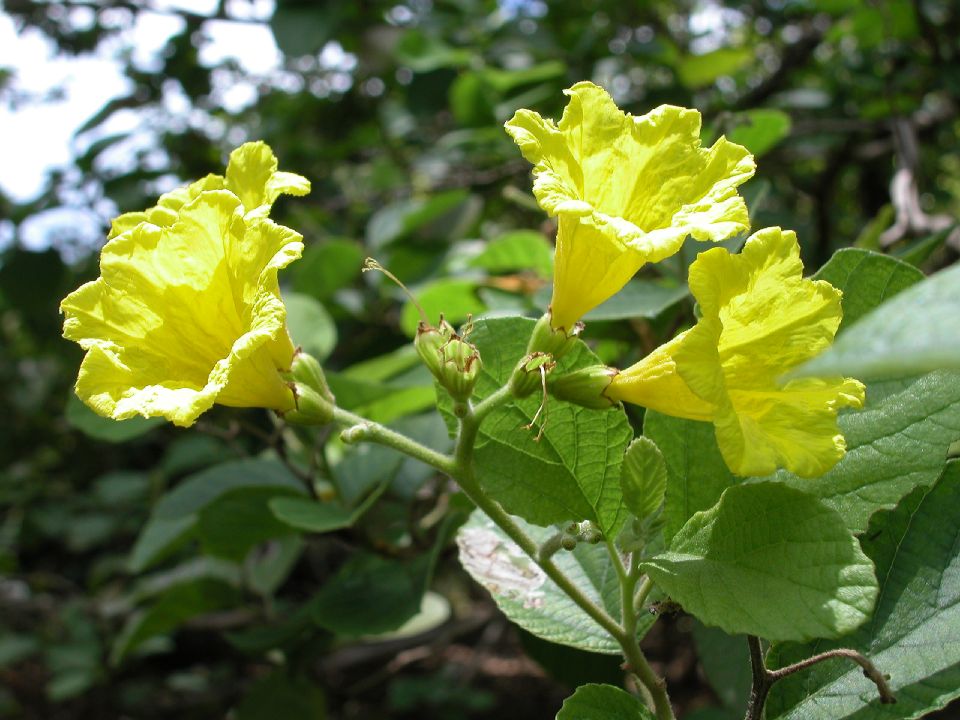 Cordiaceae Cordia lutea