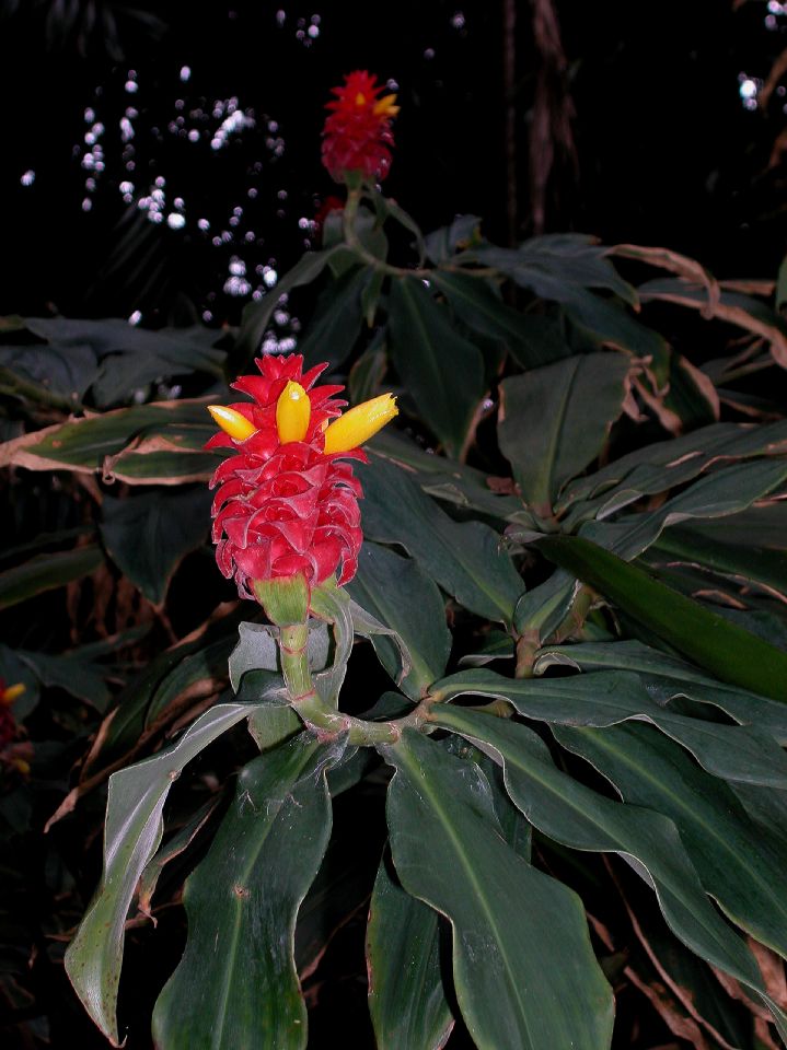 Costaceae Costus barbatus