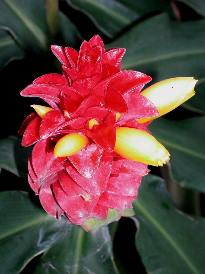 Costaceae Costus barbatus