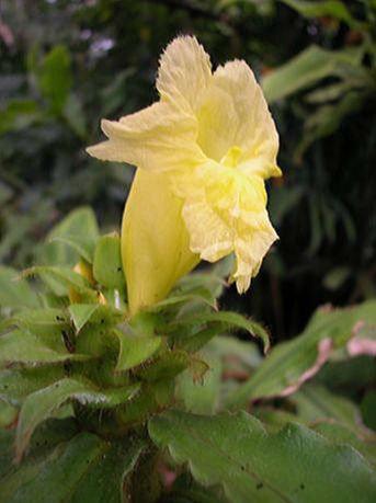 Costaceae Costus villosissimus