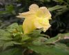 image of Costus villosissimus