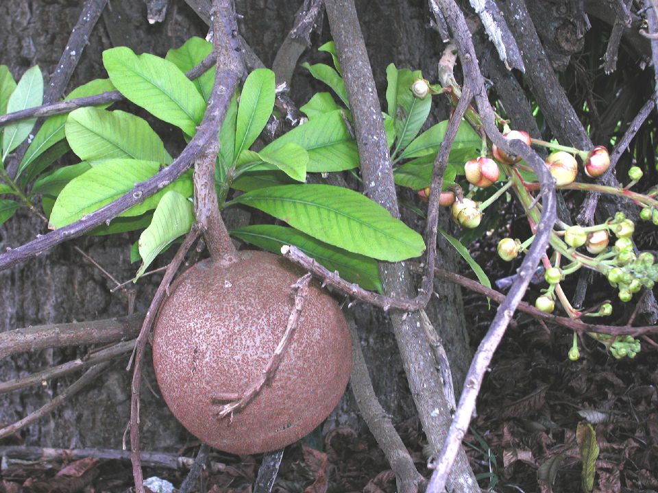Lecythidaceae Couroupita guianensis
