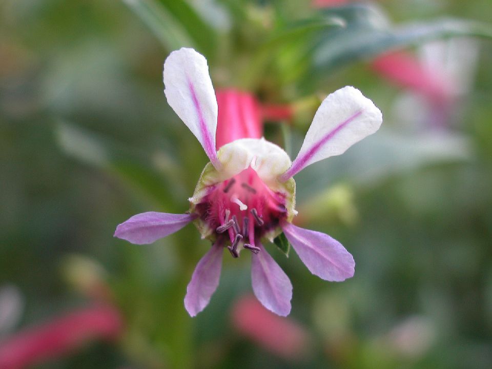 Lythraceae Cuphea cyanea